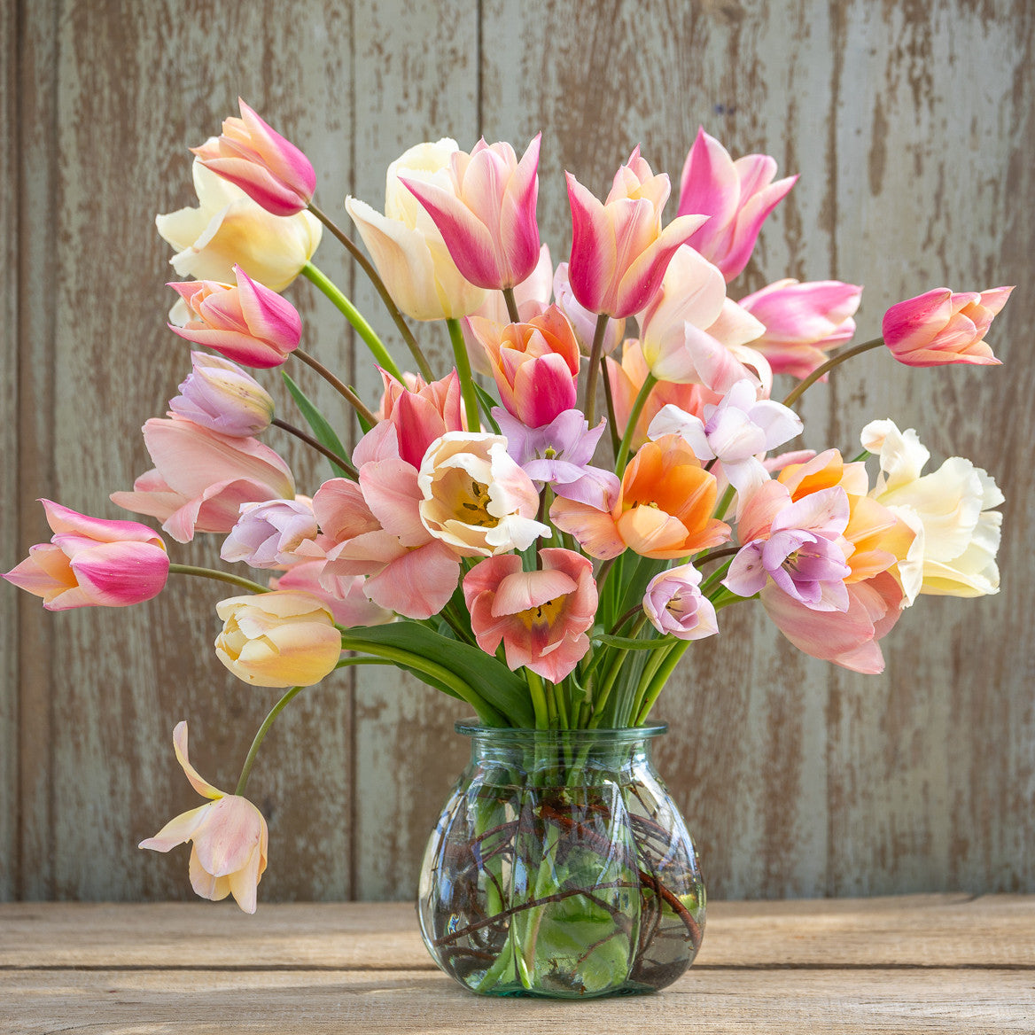 Sarah Raven Bulbs Shells Beach Tulpenzwiebeln 25 Stk pastell