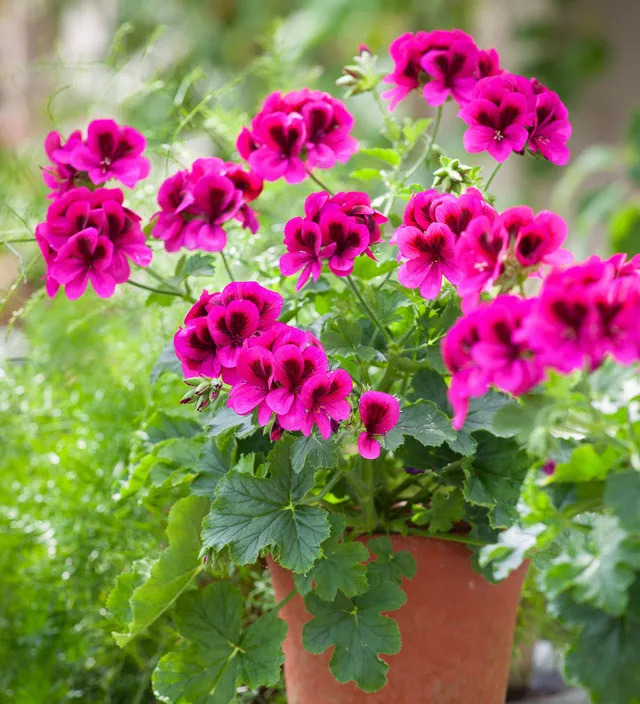 Sarah Raven Plants Pelargonie Ashby 3x 9cm Pink Essbar