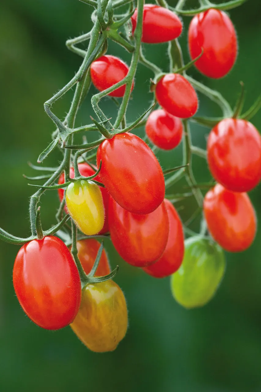 Sarah Raven Tomato Sugar Plum F1 Tomatensamen 10 Samen süß