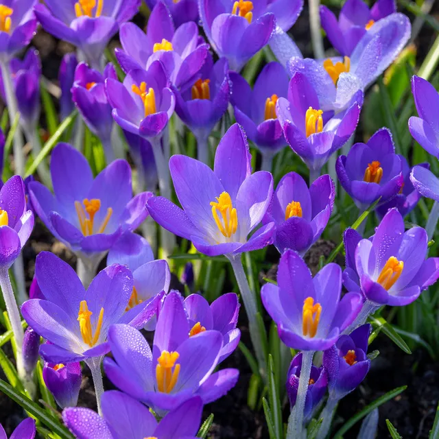 Sarah Raven Bulbs Crocus Whitewell Purple Blumenzwiebeln 25