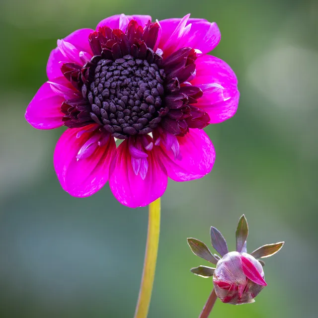 Sarah Raven Bulbs Dahlie Misses Amy Dahlienknolle 1 Knolle lila