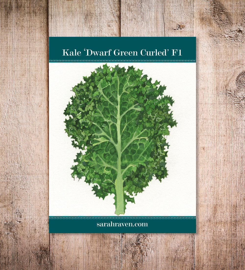 Sarah Raven Seeds Kale Dwarf Green Curled Samen 400 Samen Zwerg