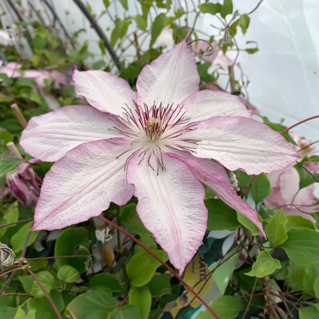Sarah Raven Plants Clematis Omoshiro Kletterpflanze 2L Topf