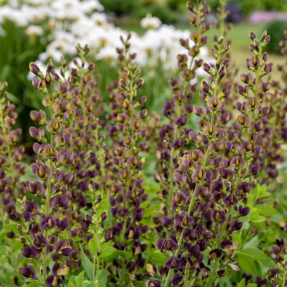 Sarah Raven Plants Baptisia Dark Chocolate 3L Topf Sommerblüher