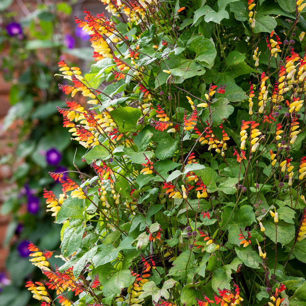 Sarah Raven Seeds Ipomoea lobata Samen 20 Samen einjährig