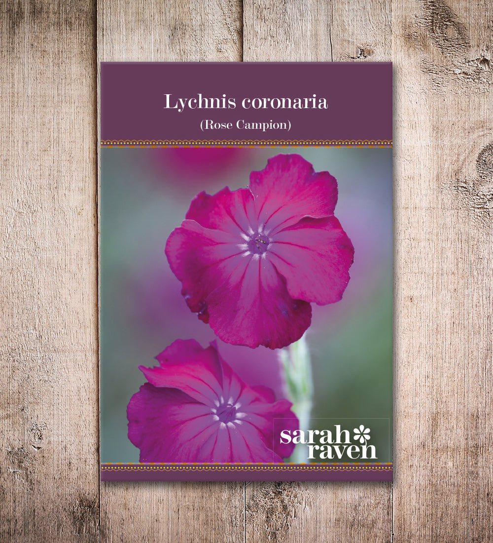 Sarah Raven Plants Lychnis coronaria Samen 500 Samen Staude
