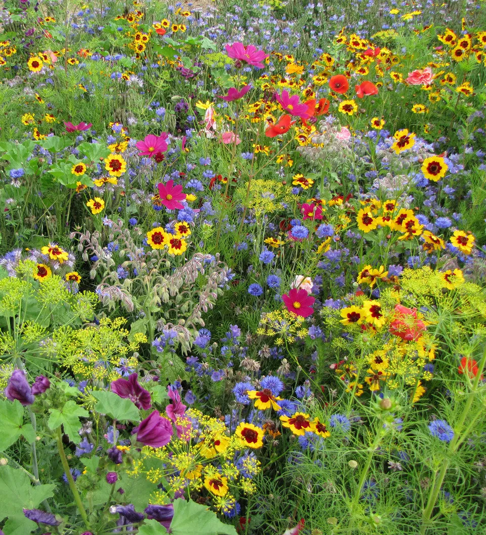 Sarah Raven Seeds Pollinator Meadow Blumensamen 6g Bienenwiese