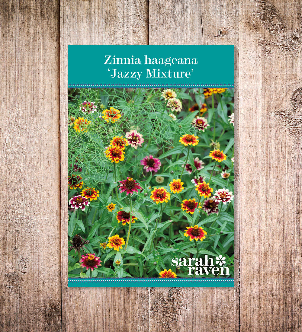 Sarah Raven Plants Zinnia haageana Jazzy Mixture Samen 75 lang haltbar