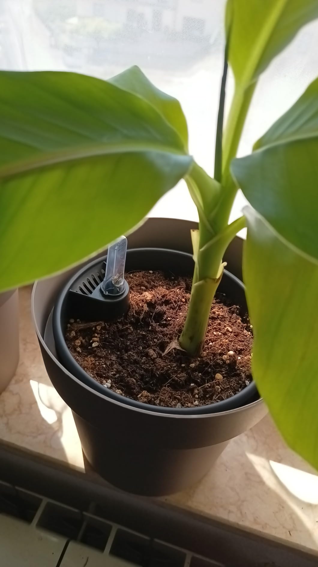 elho Bewässerungssystem 24 cm Living Schwarz Selbstbewässerung