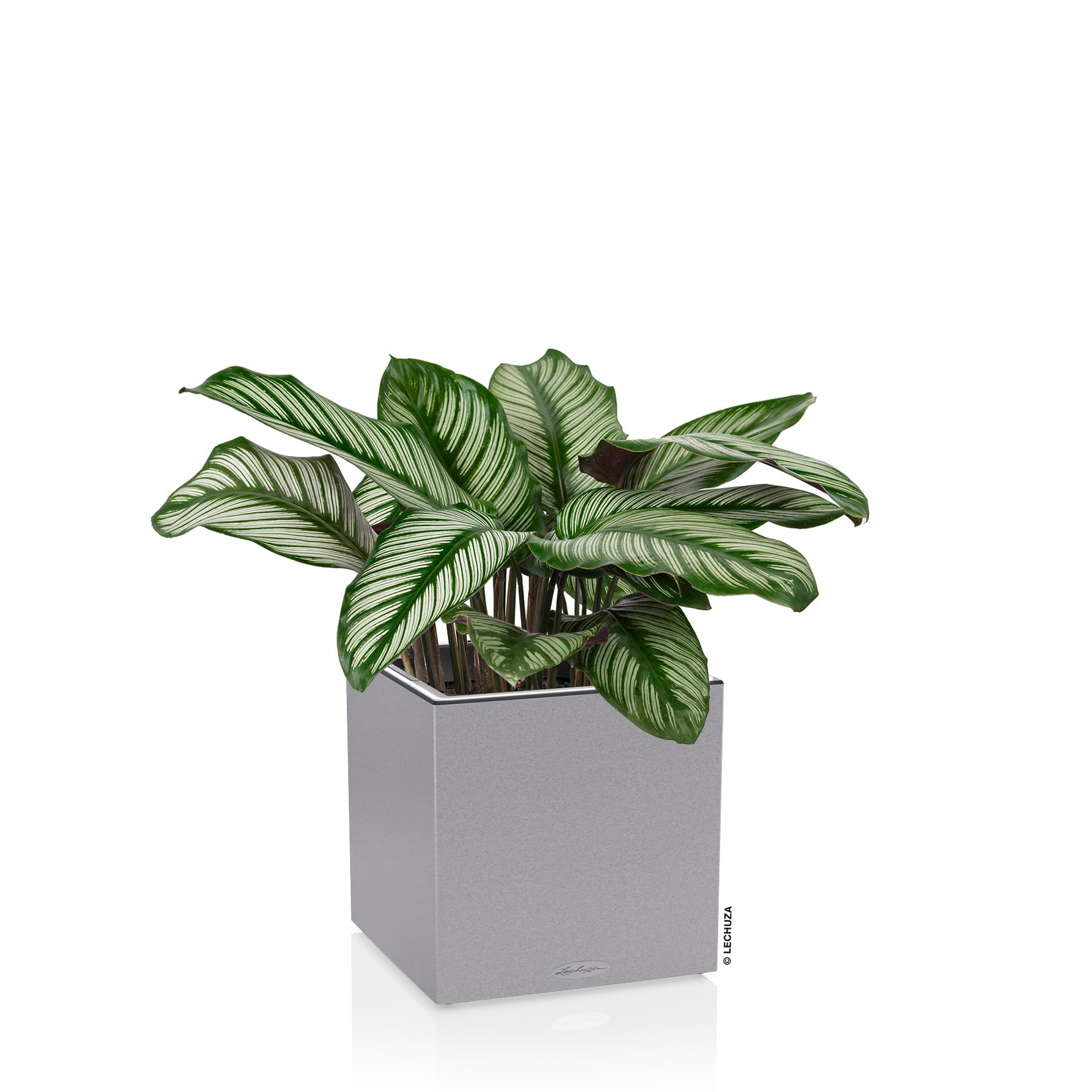 Lechuza Canto Stone 40 LED Pflanzgefäß Steingrau
