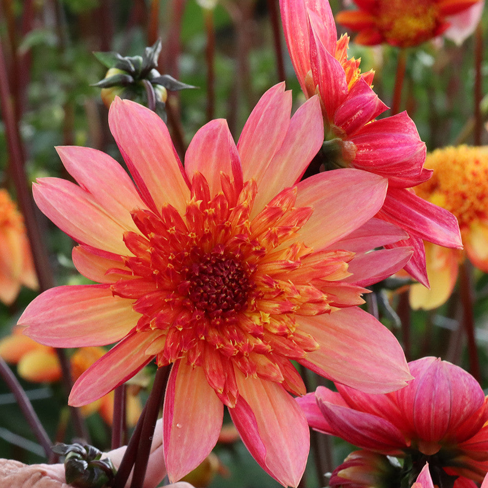 Sarah Raven Bulbs Dahlia Lava Glow Dahlienknollen Orange