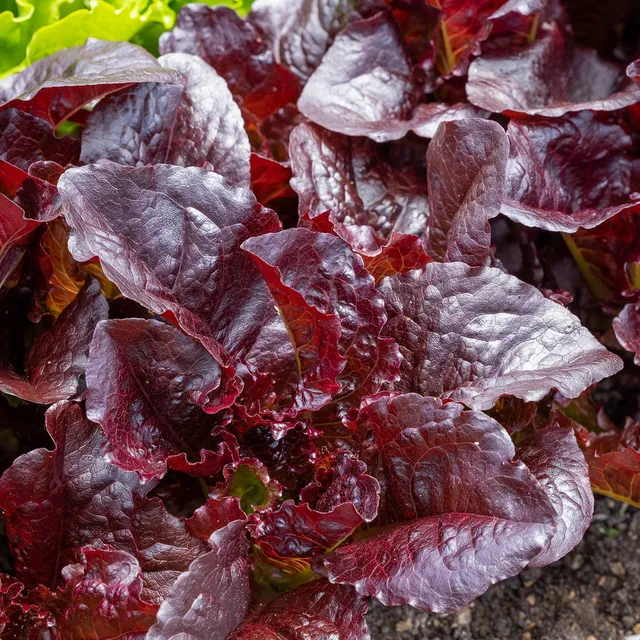 Sarah Raven Seeds Salat Batavia Red Salatsamen 750 Samen