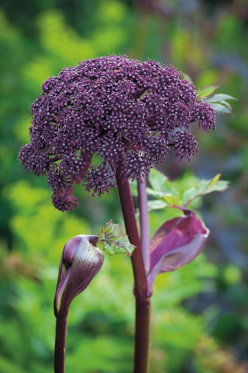 Sarah Raven Plants Engelwurz Angelica gigas Samen 20 Samen rot