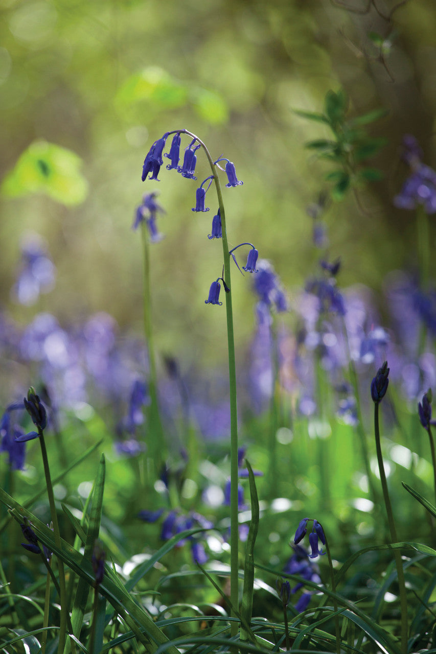 Sarah Raven Bluebells Hasenglöckchen Zwiebeln 25 Stück