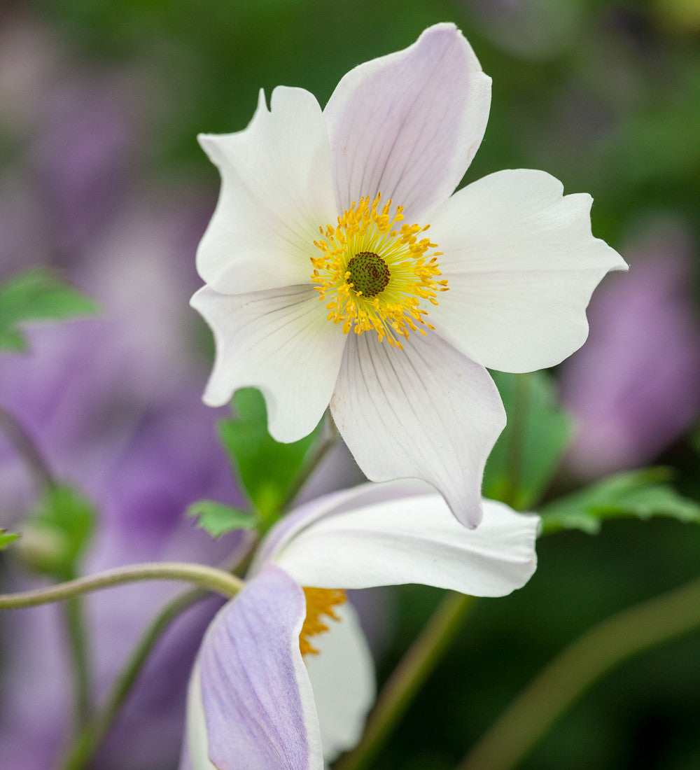 Sarah Raven Plants Anemone Wild Swan Pflanze 3x9cm weiß