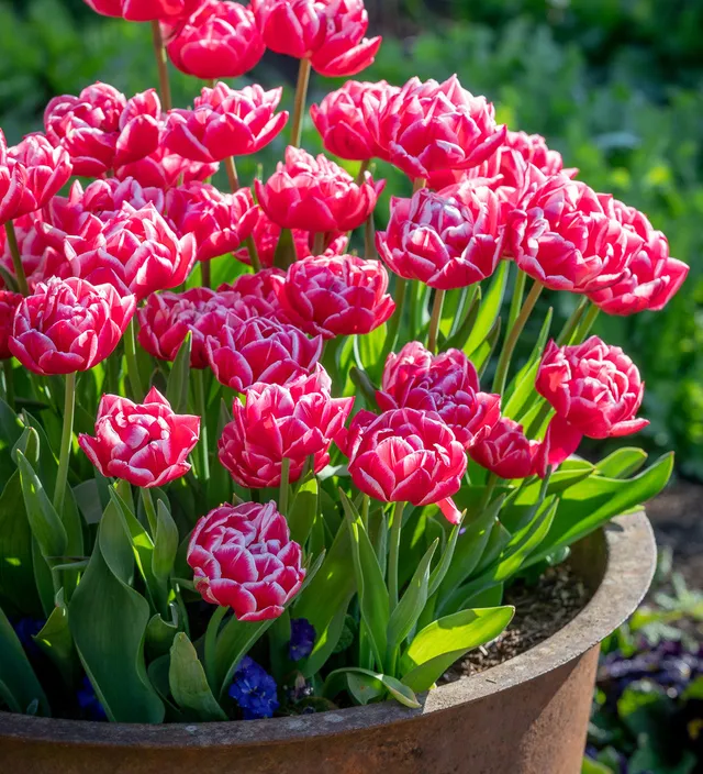 Sarah Raven Bulbs Tulpe Columbus Blumenzwiebeln 10 Stück