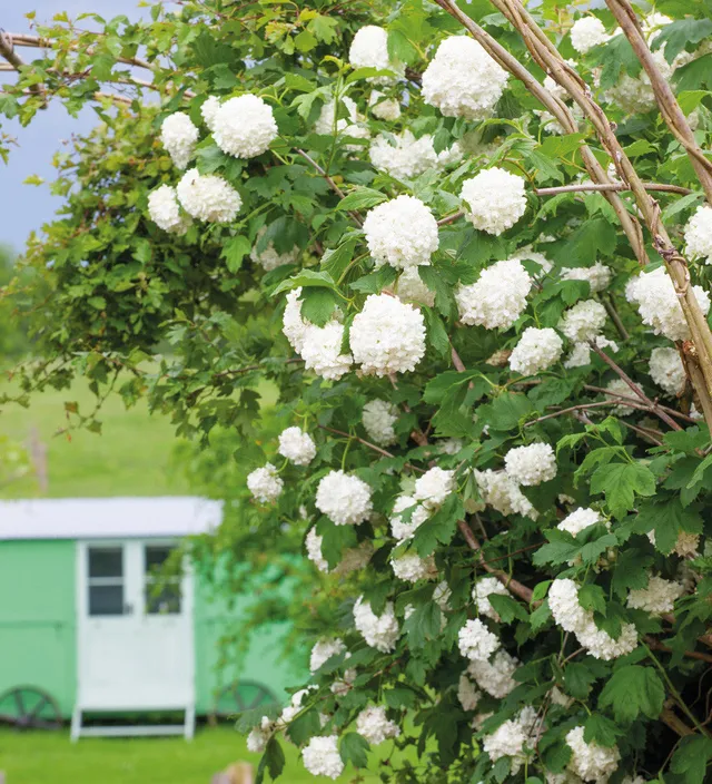 Sarah Raven Plants Viburnum Roseum Pflanze 1x 2L Topf weiß