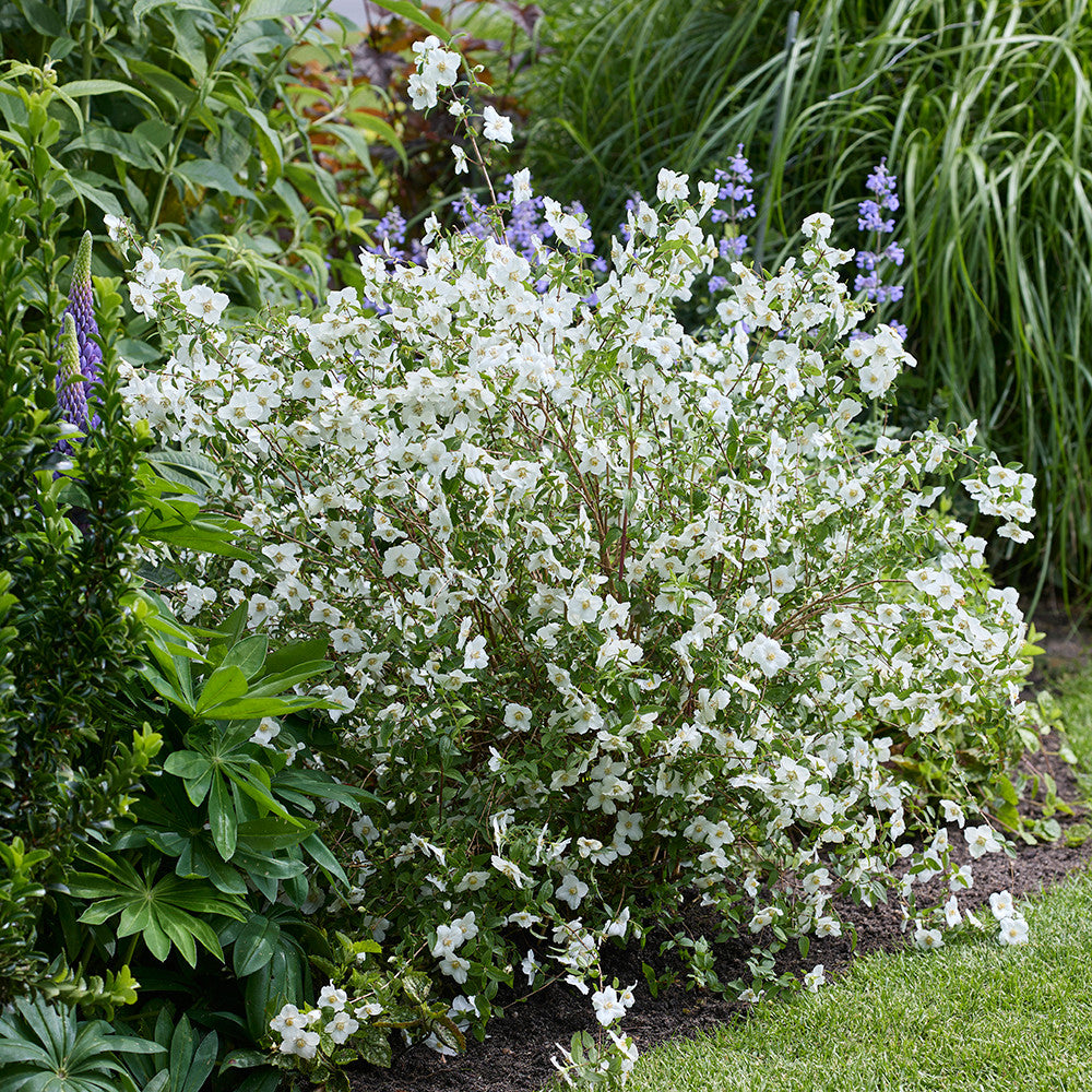 Sarah Raven Philadelphus Petite Perfume White 2 Liter weiß