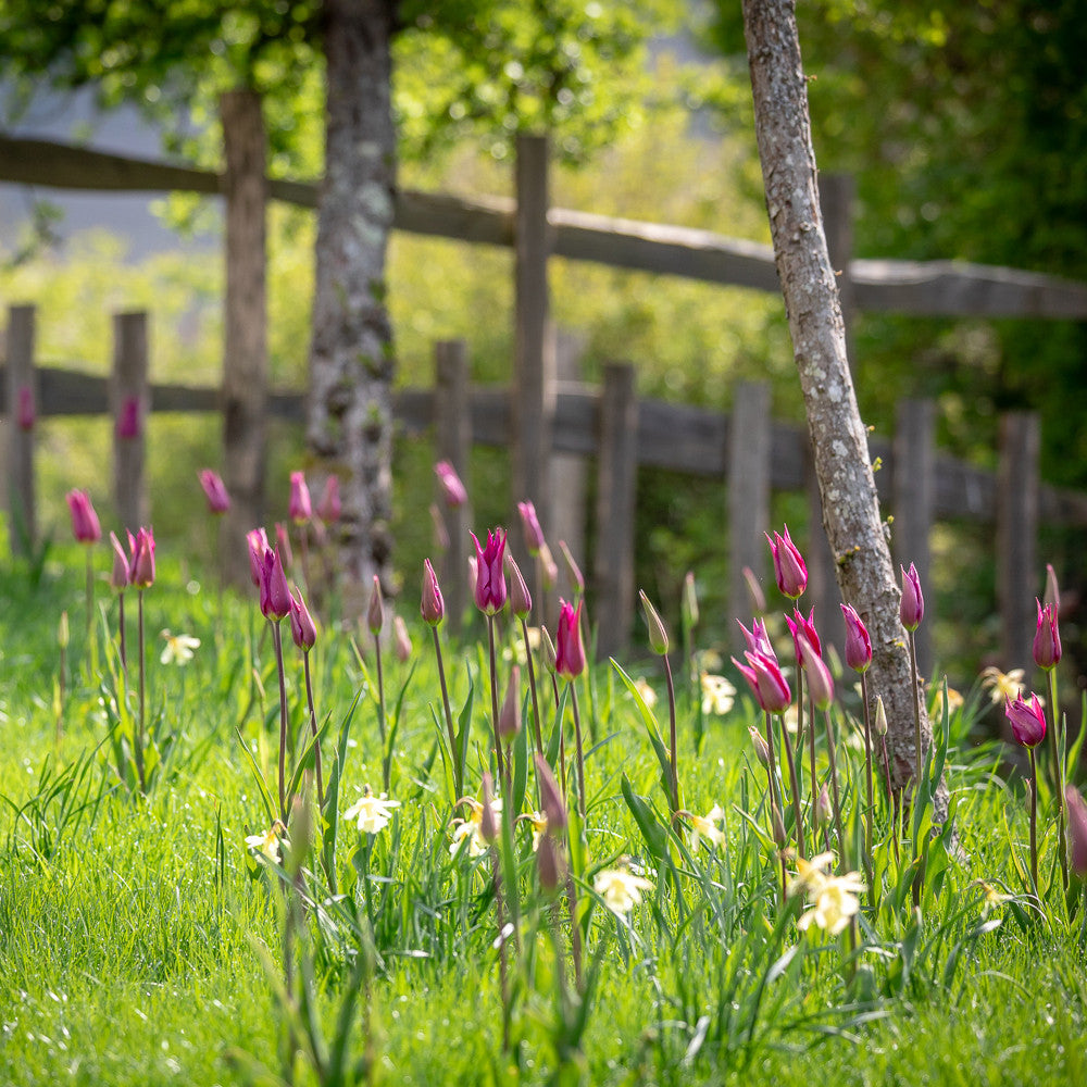 Sarah Raven Bulbs Naturalising Duo Blumenzwiebeln 80 Stück