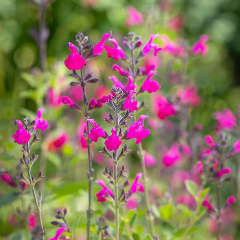 Sarah Raven Plants Salvia Cerro Potosi Pflanze 1 x 2 Liter Topf rosa