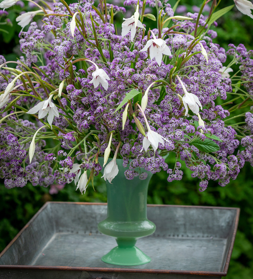 Sarah Raven Plants Heliotropium Reva Duftpflanze 3x9cm Topf