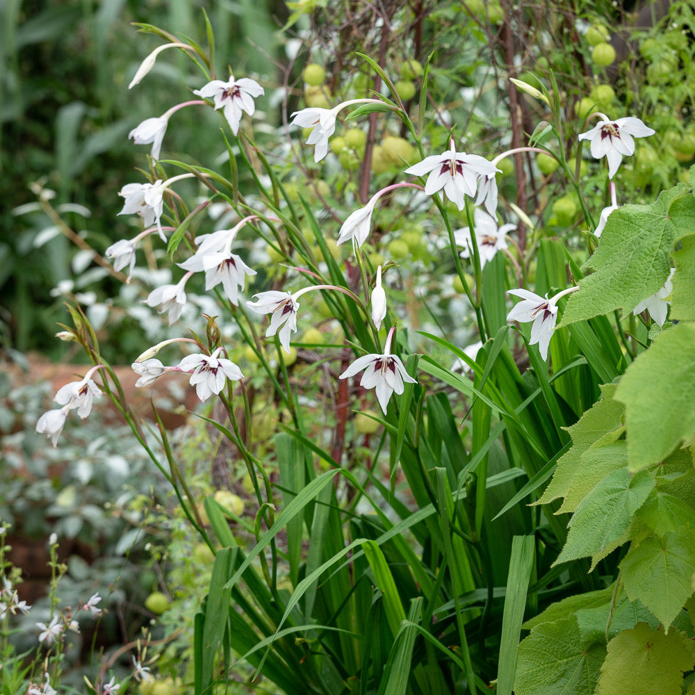 Sarah Raven Acidanthera Murielae Blumenzwiebeln 30 Knollen Duft