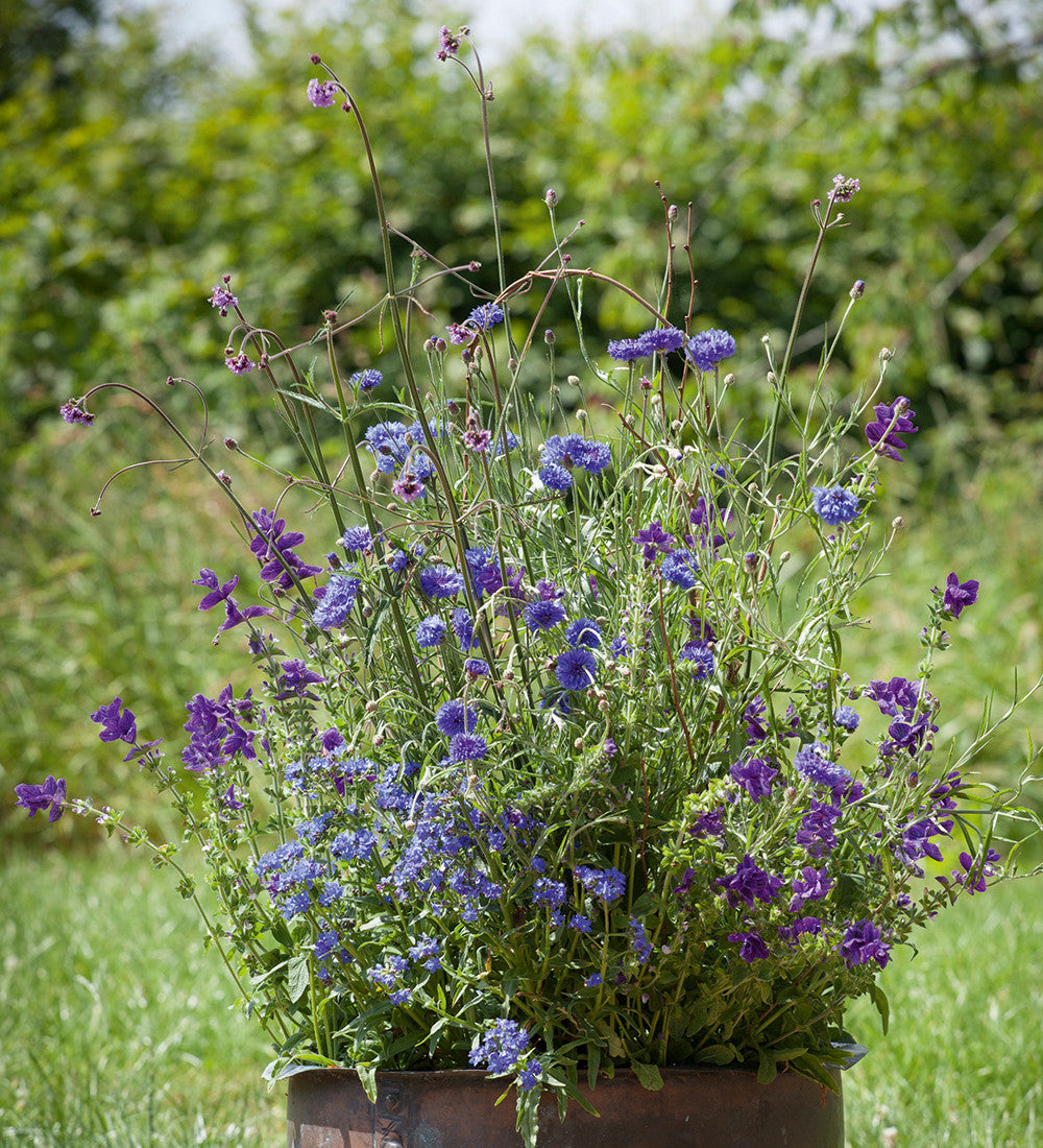 Sarah Raven Seeds Amethyst Sapphire Blumensamen 700 Samen Schnittblumen