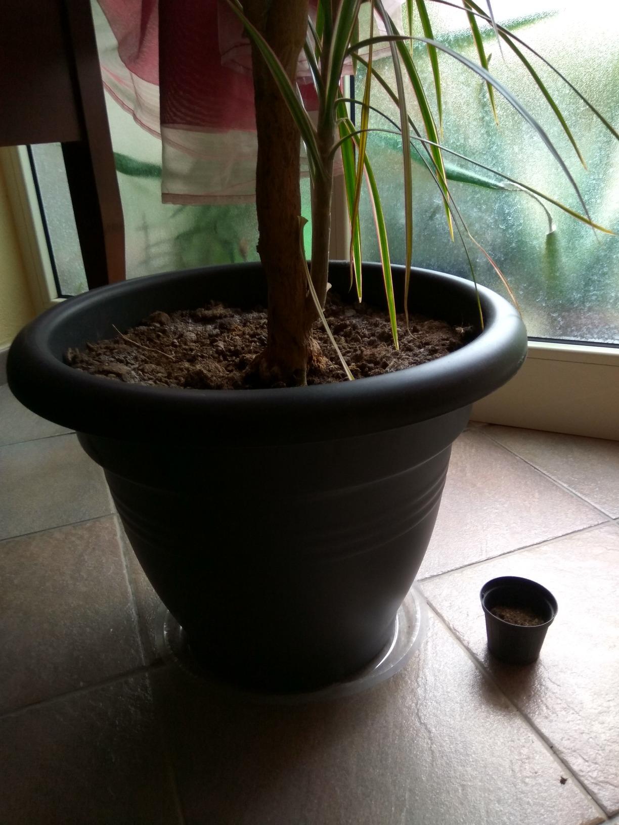 elho Green Basics Campana 30 Blumentopf Living Schwarz 30cm