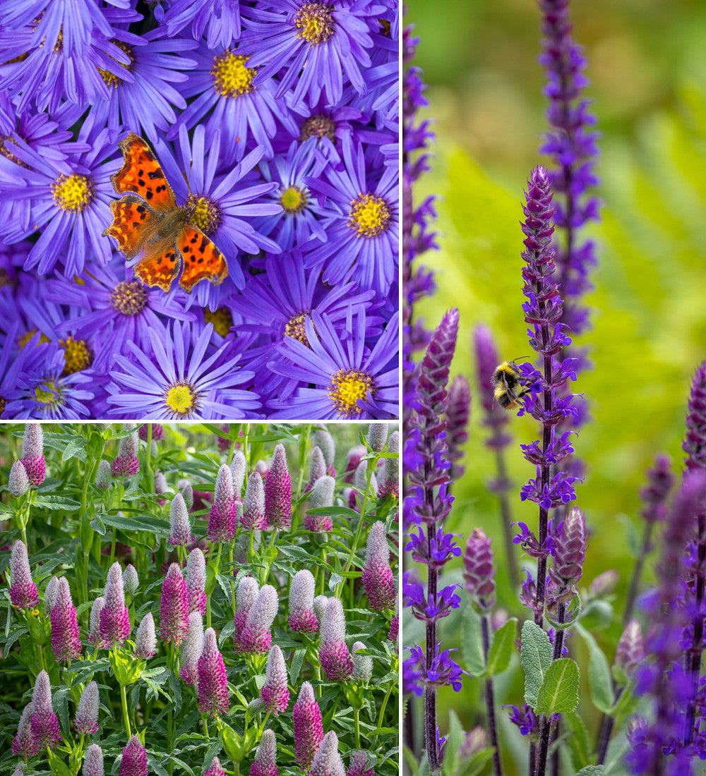 Sarah Raven Plants Loved by Pollinators Stauden 18x 9cm Bienenmischung