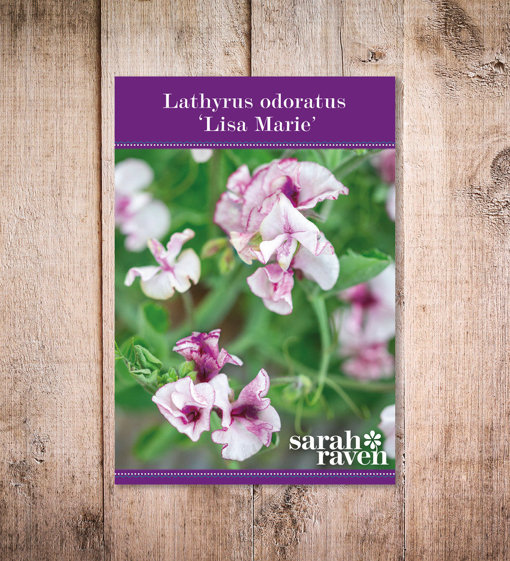 Sarah Raven Seeds Sweet Pea Lisa Marie Samen 20 Stück Duft