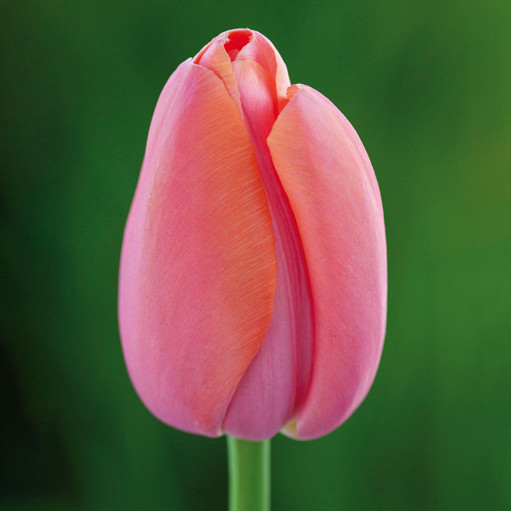 Sarah Raven Tulpe Menton Blumenzwiebeln Koralle-Rosa 10 Stück