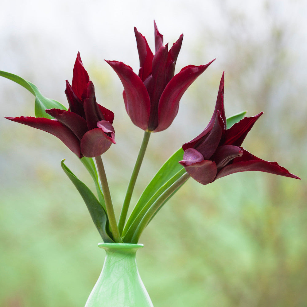 Sarah Raven Tulpe Blumenzwiebeln 10 Stück karmesinrot