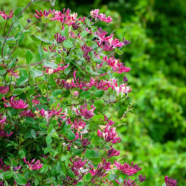 Sarah Raven Plants Lonicera Belgica Pflanze 3-Liter-Topf duftend