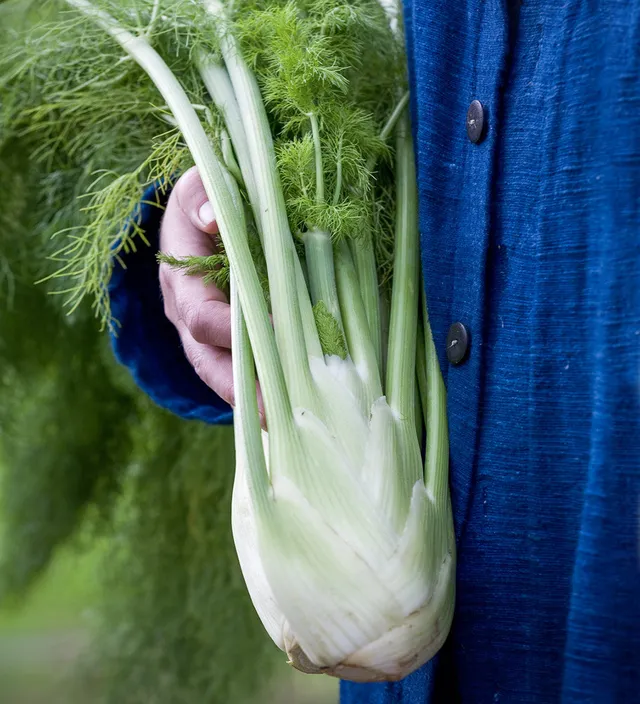 Sarah Raven Fenchel Romanesco Samen 150 Stück Gemüse