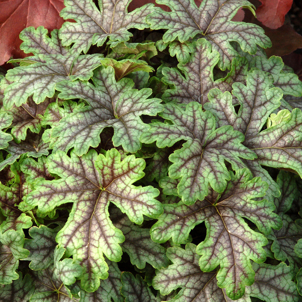 Sarah Raven Plants Heucherella Tapestry Staude 9cm Blattschmuck