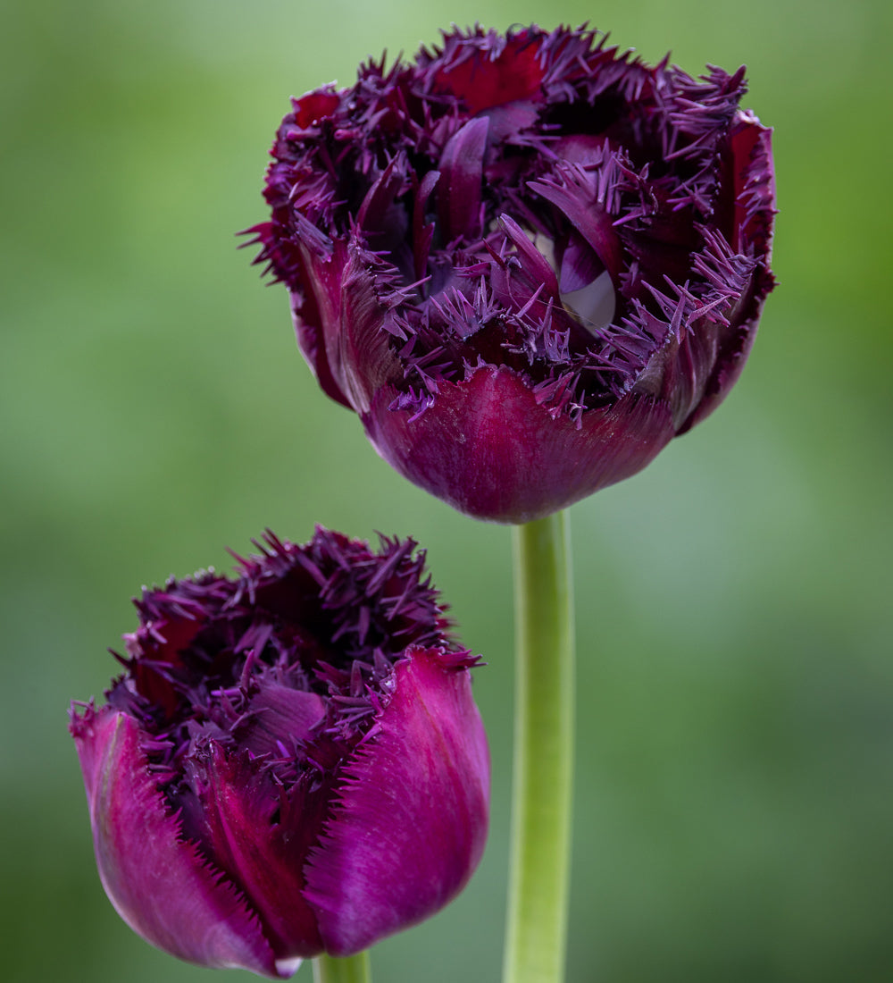 Sarah Raven Bulbs Tulpe Paint it Black Blumenzwiebeln 10 Stück