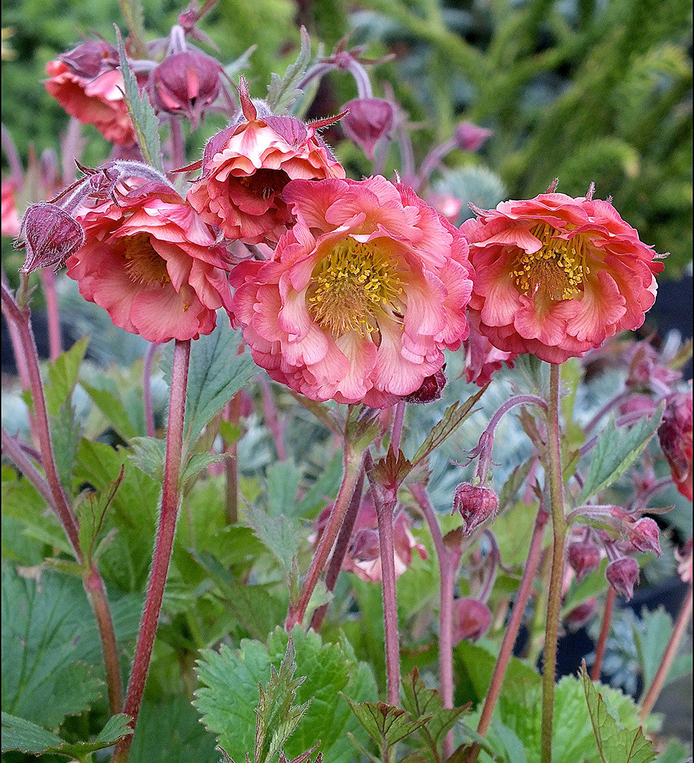 Sarah Raven Plants Geum Pink Petticoats Pflanze 3x9cm rosa