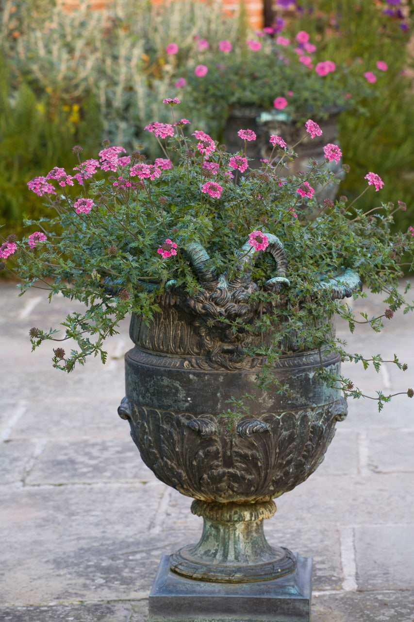 Sarah Raven Plants Verbena Sissinghurst Pflanze 3x9cm pink