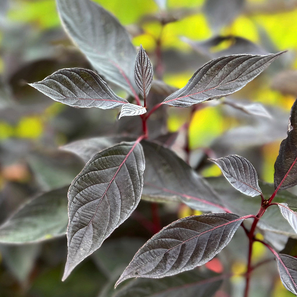 Sarah Raven Plants Cornus alba Nightfall Strauch 2-Liter-Topf
