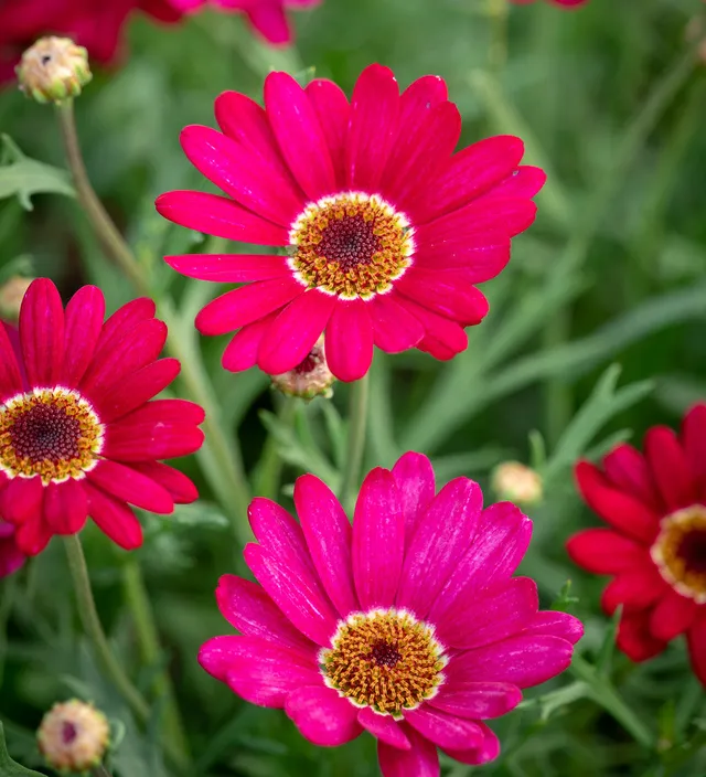 Sarah Raven Argyranthemum Grandaisy Deep Red 3x9cm Topf langblühend