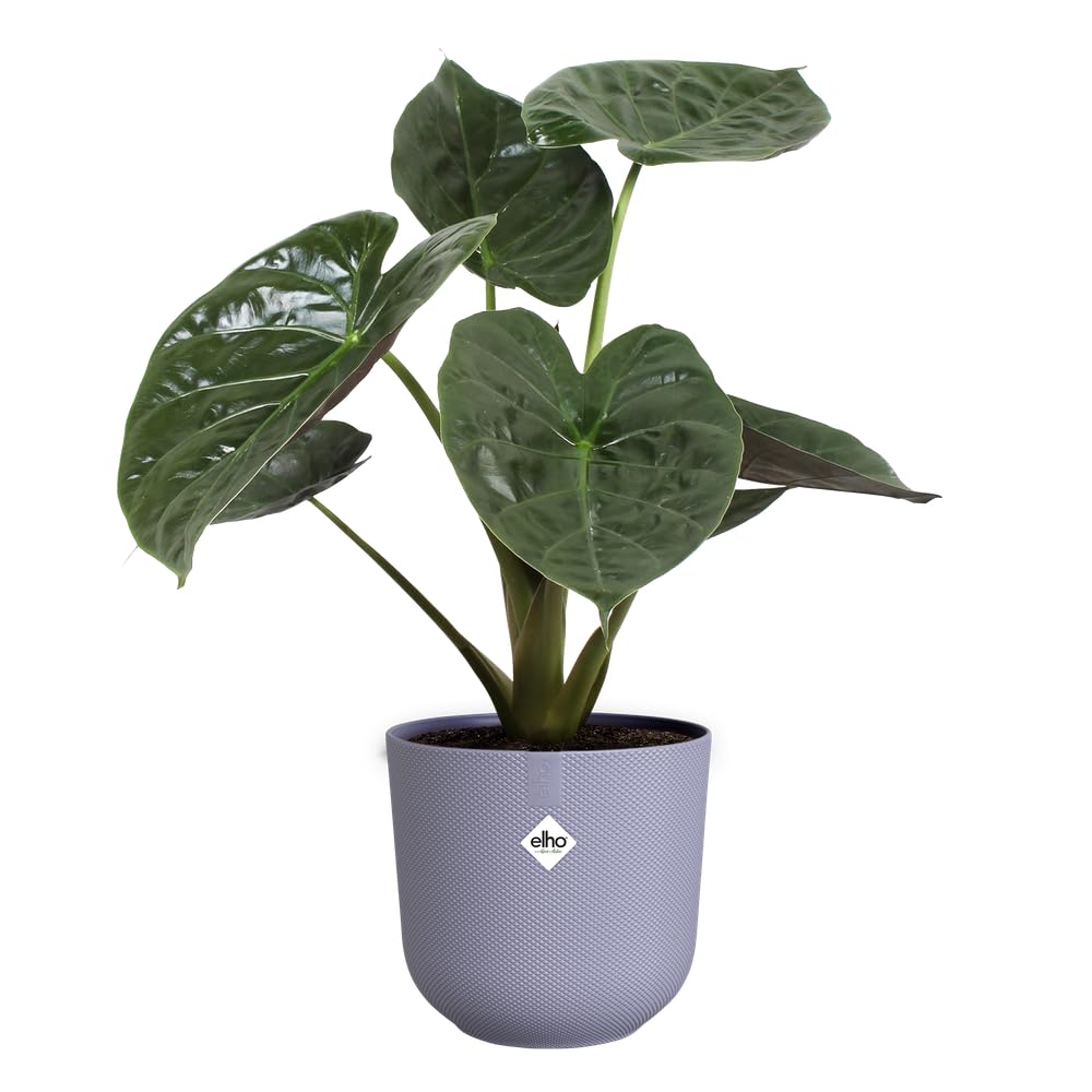elho Jazz rund 26 Blumentopf Lavendel Lila recycelt