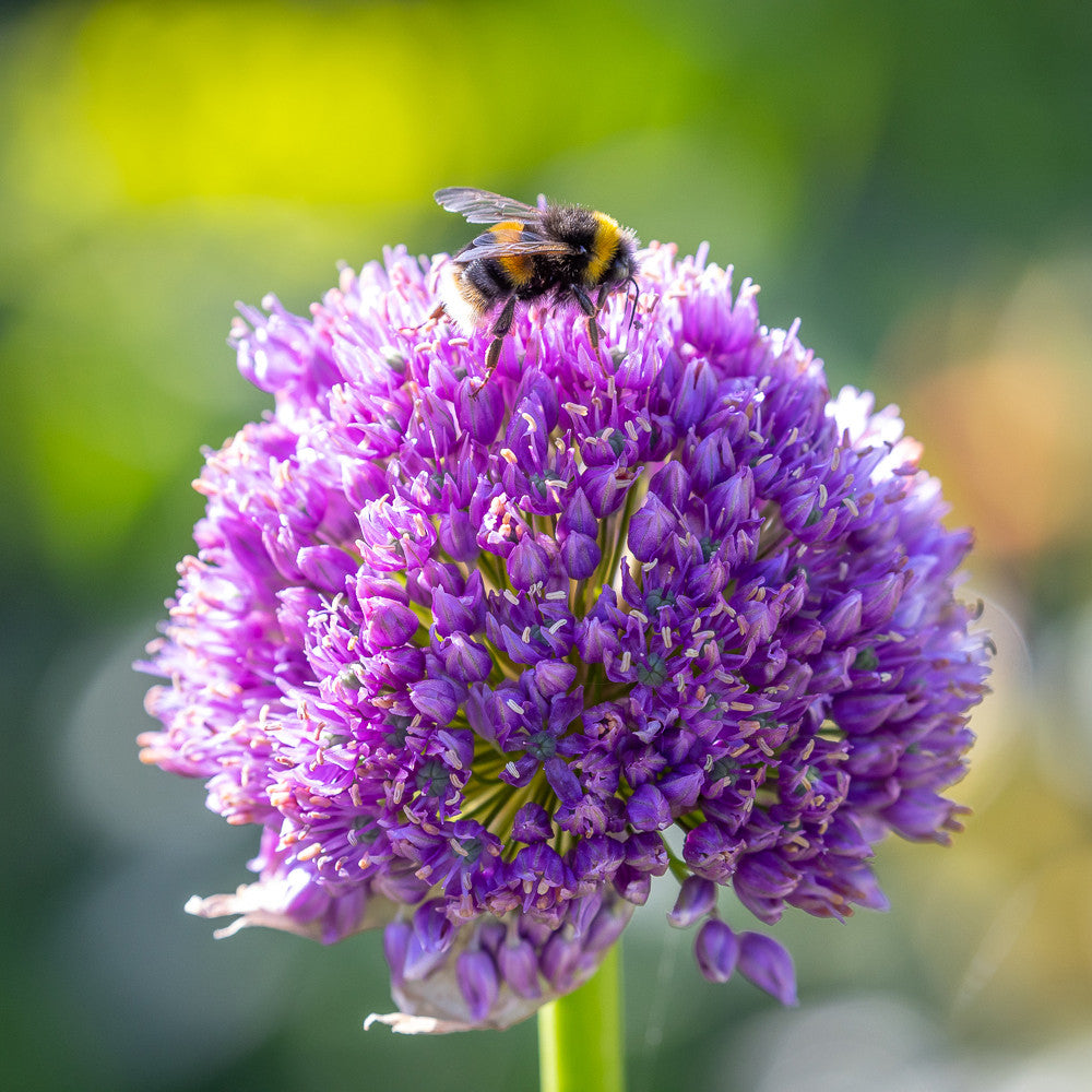 Sarah Raven Allium Collection Blumenzwiebeln 36 Stück bienenfreundlich