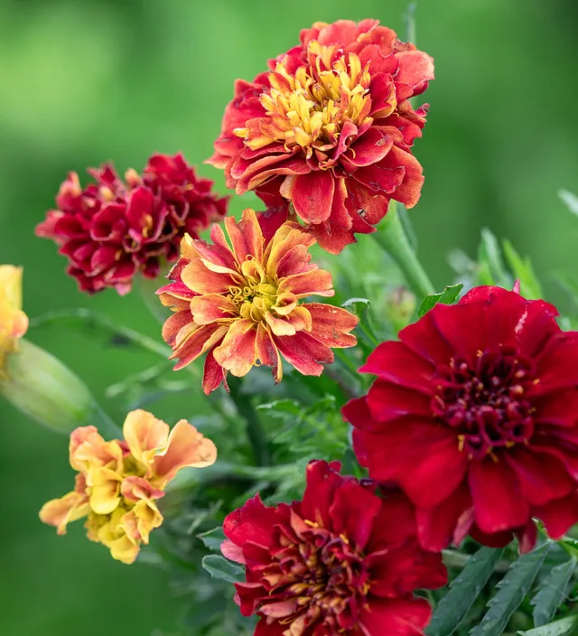 Sarah Raven Seeds Tagetes patula Strawberry Blonde Blumensamen 50 Samen