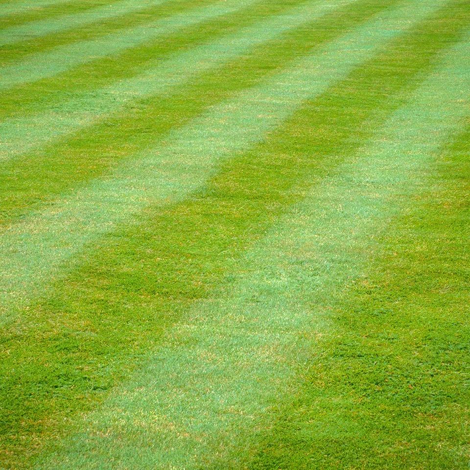 Sarah Raven Lawn Protection Nematoden 100 qm Rasen