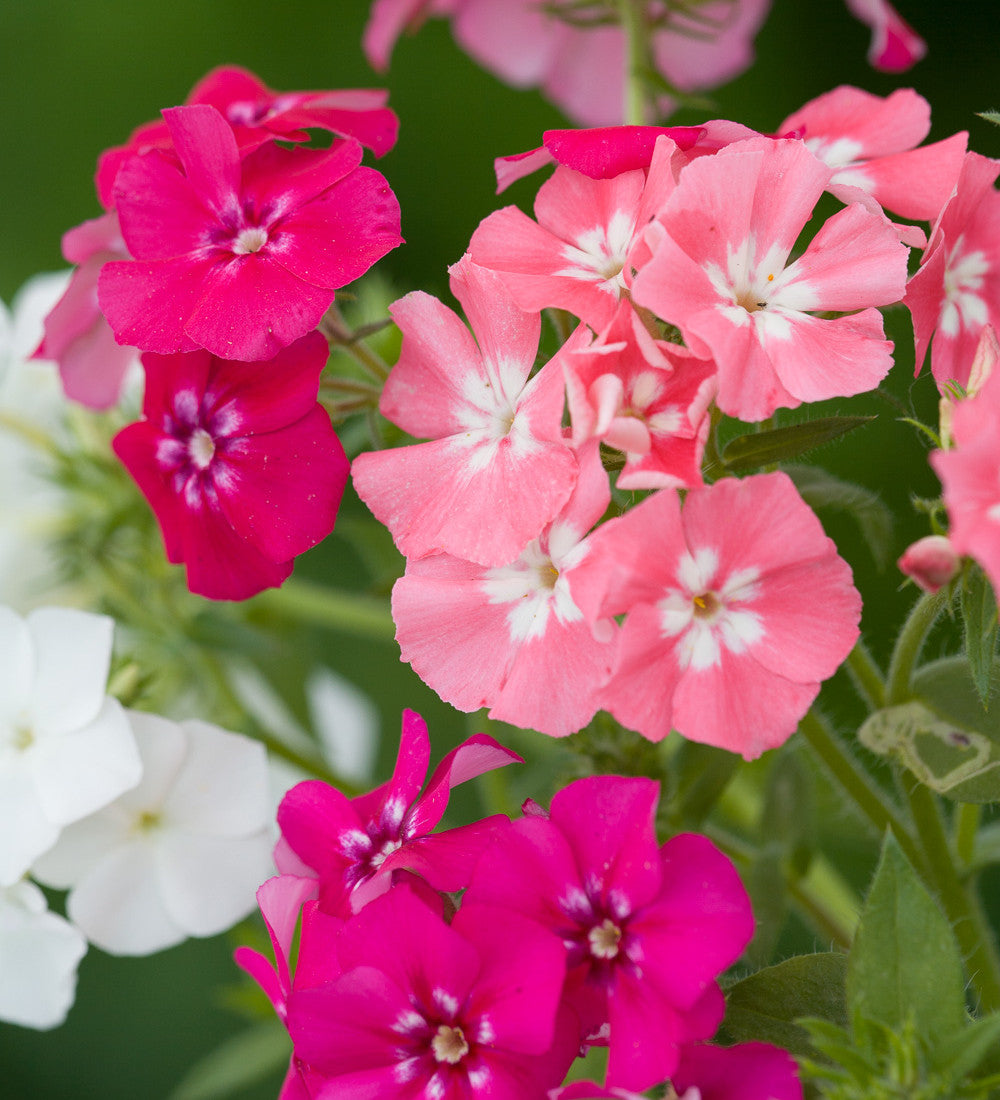 Sarah Raven Seeds Phlox Tapestry Mix Blumensamen 175 Samen