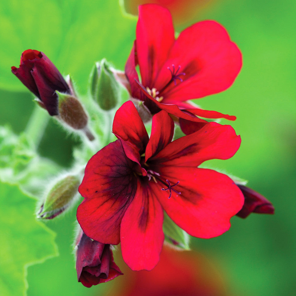 Sarah Raven Plants Venetian Pelargonium Kollektion Pflanze 3x 9cm Topf