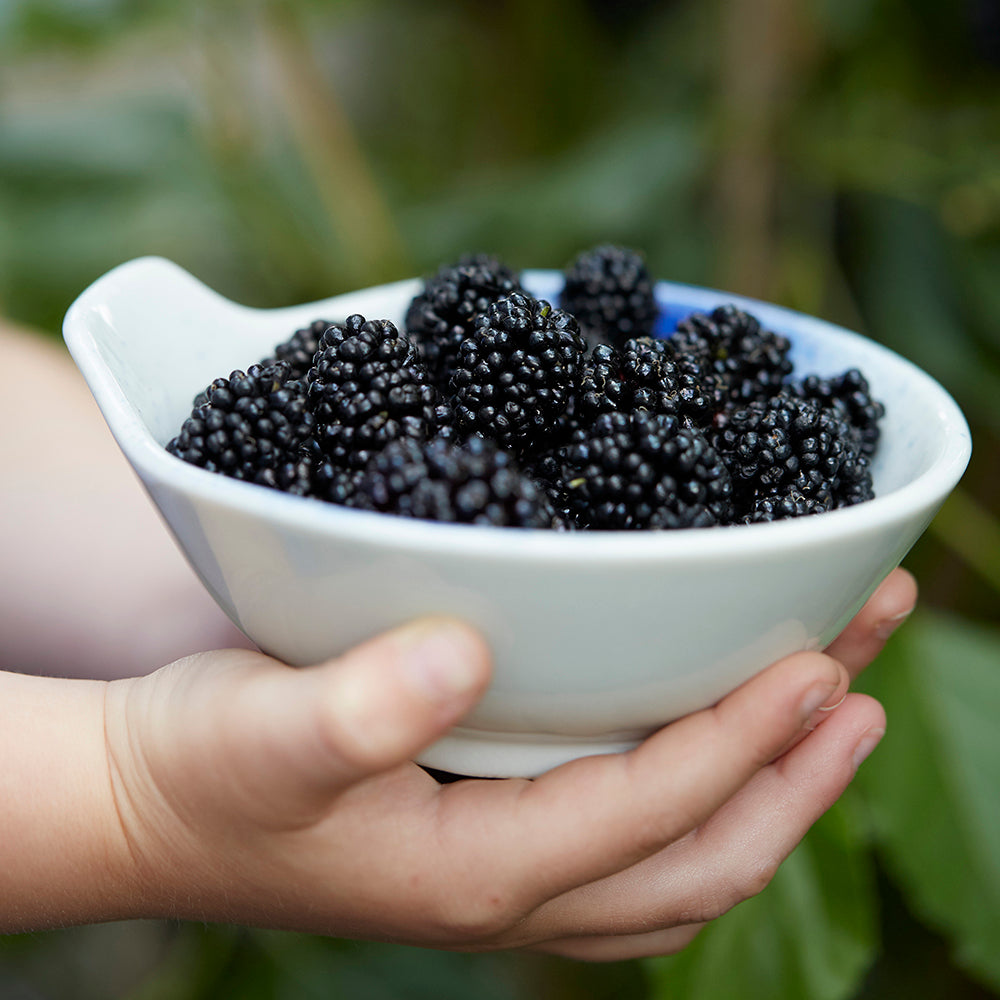 Sarah Raven Plants Mojo Berry Maulbeere Pflanze 3L Topf kompakt