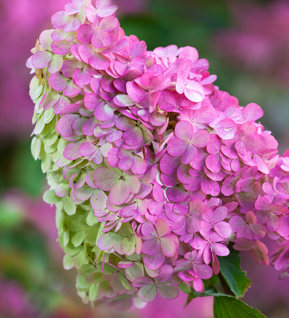 Sarah Raven Plants Hydrangea Vanille Fraise Hortensie 1x2L weiß-rosa