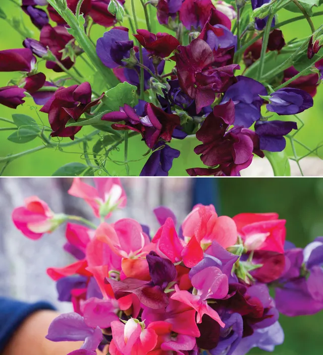 Sarah Raven Seeds Venetian Harlequin Duftwicken Jungpflanzen 24 Stück