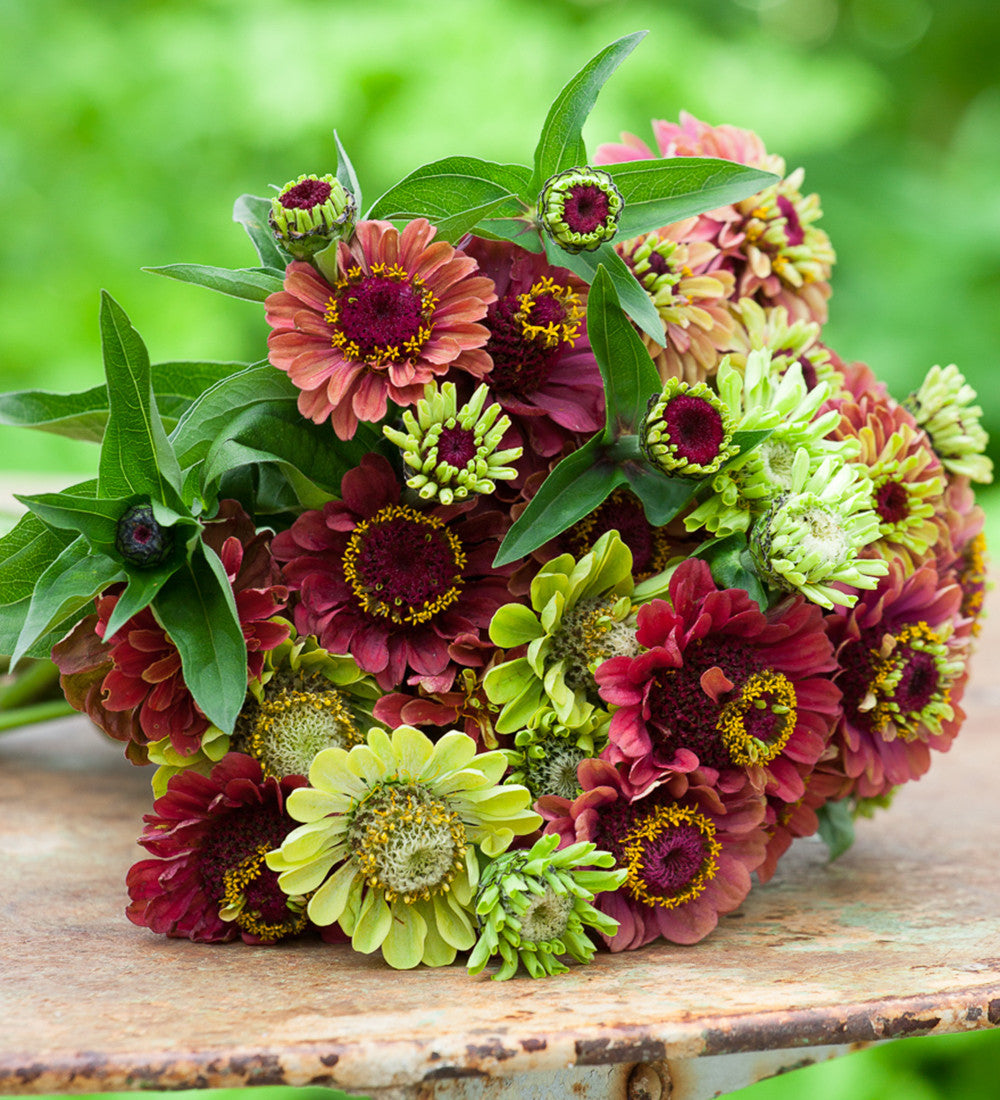 Sarah Raven Plants Cranberry Lime Zinnia Collection 12x9 cm